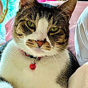 Wolf joined the competition — help win amazing prizes! animal, bell, cat, close_up, collar, comfortable, cute, domestic_cat, feline, fur, indoor, pet, pink_background, portrait, relaxed, resting, soft_surface, tabby, whiskers, white_chest