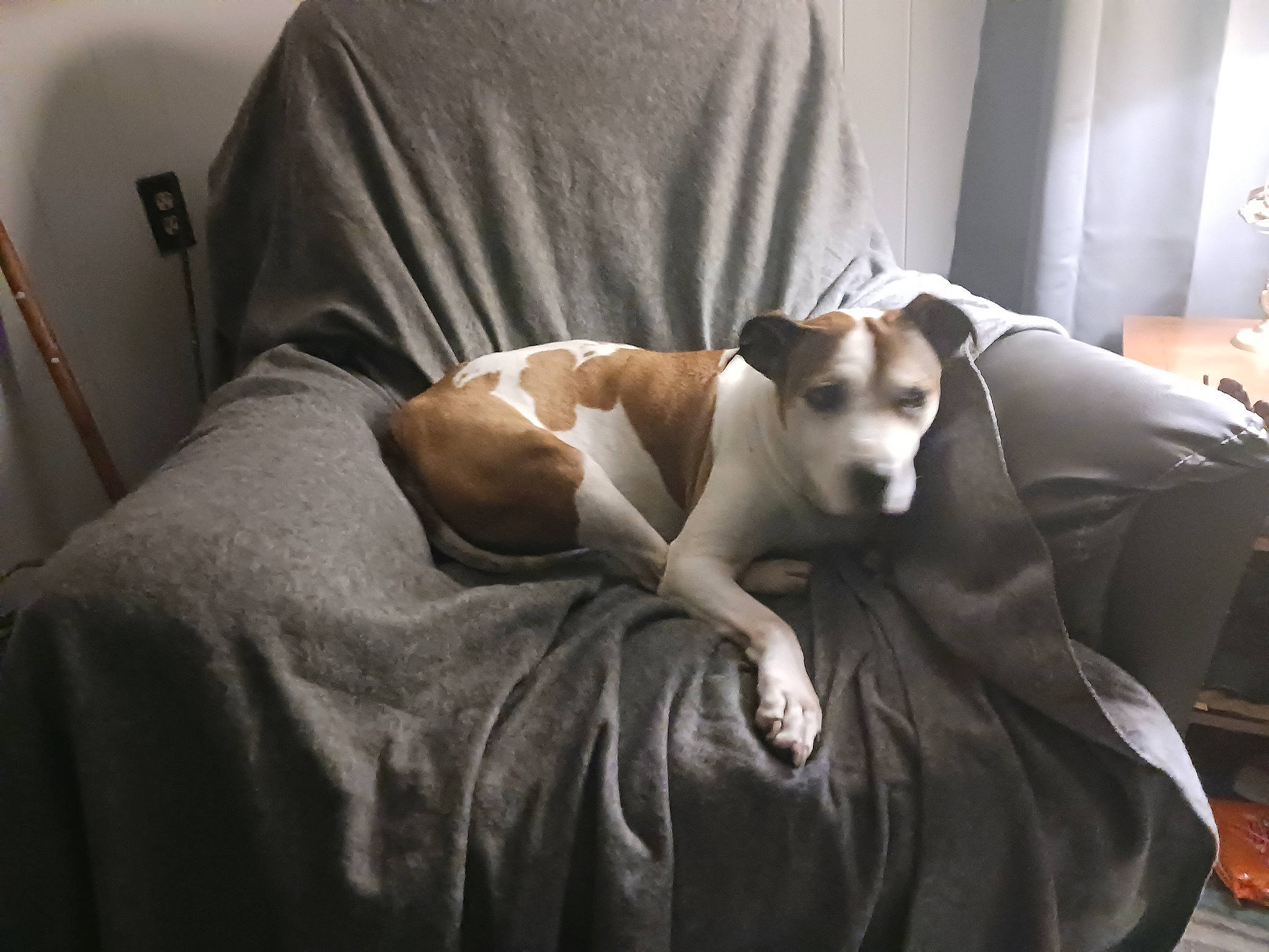 Ritz joined the competition — help win amazing prizes! carnivore, comfort, companion_dog, couch, dog, dog_breed, fawn, felidae, fur, hardwood, linens, nap, sighthound, sitting, slipcover, small_to_medium_sized_cats, sporting_group, toy_dog, whiskers, working_animal