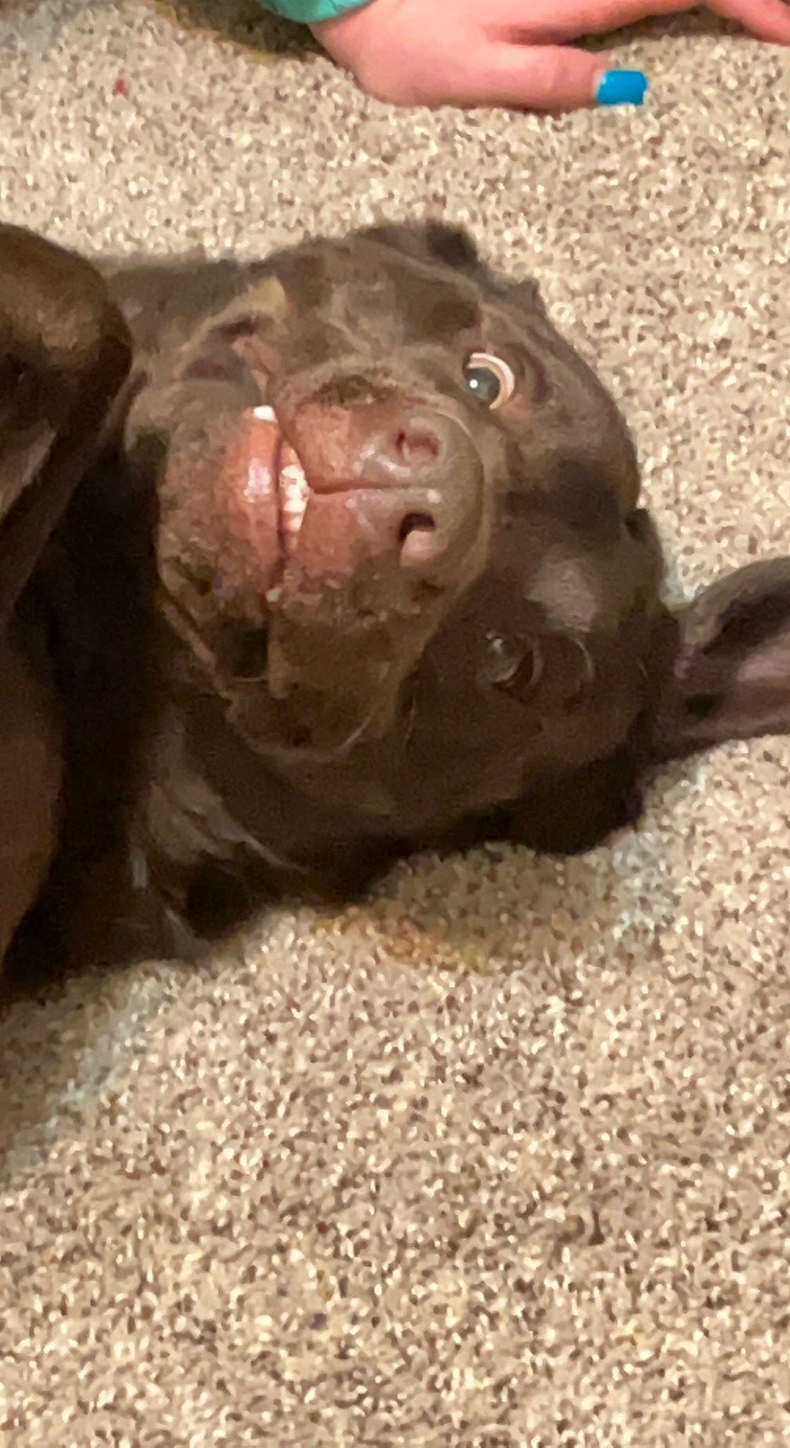 Bella Bells joined the competition — help win amazing prizes! canidae, carnivore, companion_dog, dog, dog_breed, fawn, fur, liver, natural_material, non_sporting_group, sporting_group, terrestrial_animal, toy, wildlife