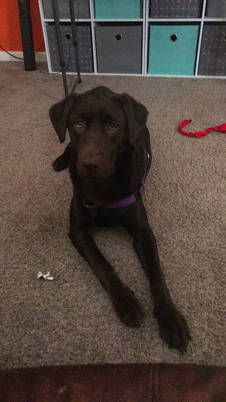 Bella Bells is registered to the contest to win money with this photo: asphalt, borador, carnivore, collar, companion_dog, dog, dog_breed, dog_collar, fashion_accessory, fawn, flooring, guard_dog, gun_dog, leash, liver, pet_supply, road_surface, sporting_group, tail, working_animal