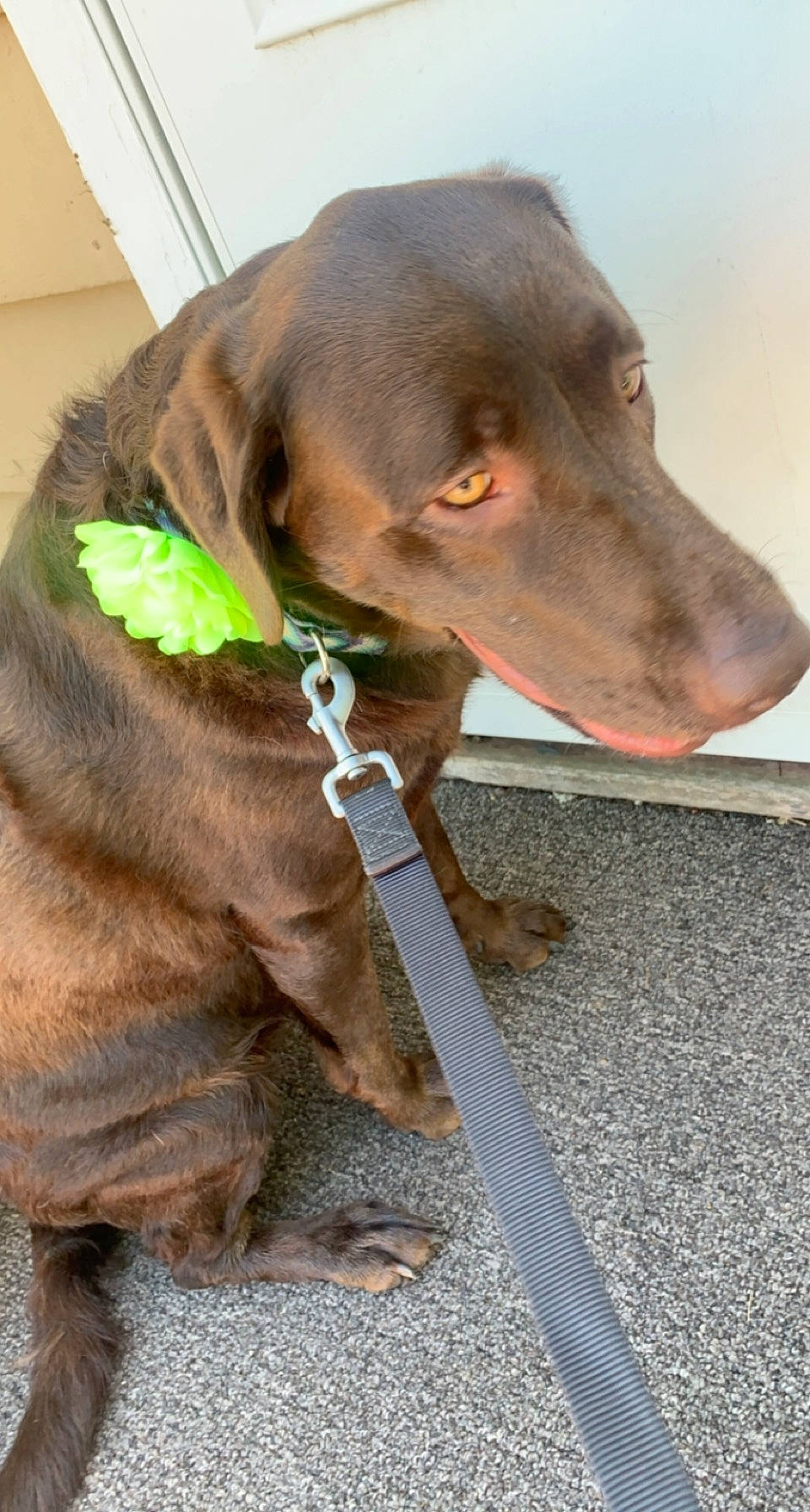 Bella Bells joined the competition — help win amazing prizes! canidae, carnivore, collar, companion_dog, dog, dog_breed, dog_collar, dog_supply, fashion_accessory, fawn, fur, gun_dog, leash, liver, personal_protective_equipment, pet_supply, snout, sporting_group, whiskers, working_animal