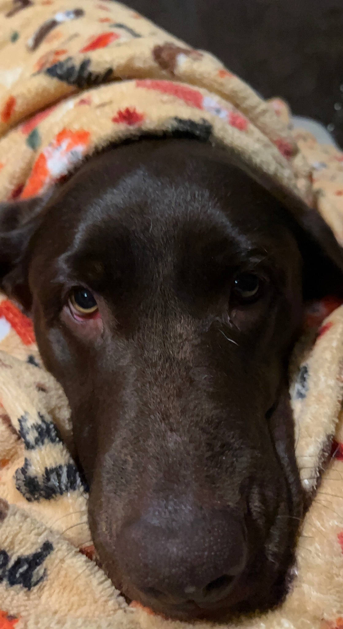 Bella Bells joined the competition — help win amazing prizes! borador, canidae, carnivore, close_up, collar, companion_dog, dog, dog_breed, dog_collar, ear, fawn, fur, labrador_retriever, liver, pet_supply, retriever, snout, sporting_group, whiskers, working_animal