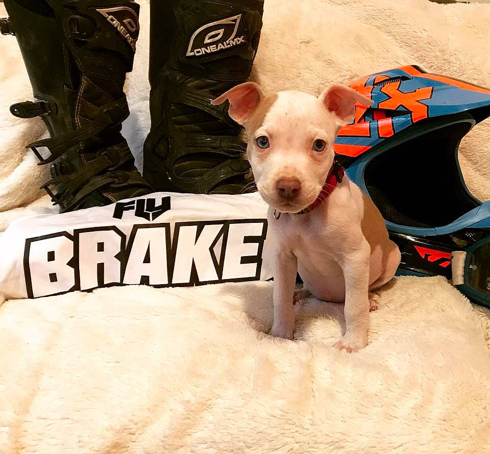 Octane joined the competition — help win amazing prizes! canidae, carnivore, collar, companion_dog, dog, dog_breed, dog_clothes, dog_collar, dog_supply, fashion_accessory, fawn, leash, linens, non_sporting_group, pet_supply, sleeve, snout, sporting_group, toy_dog, working_animal