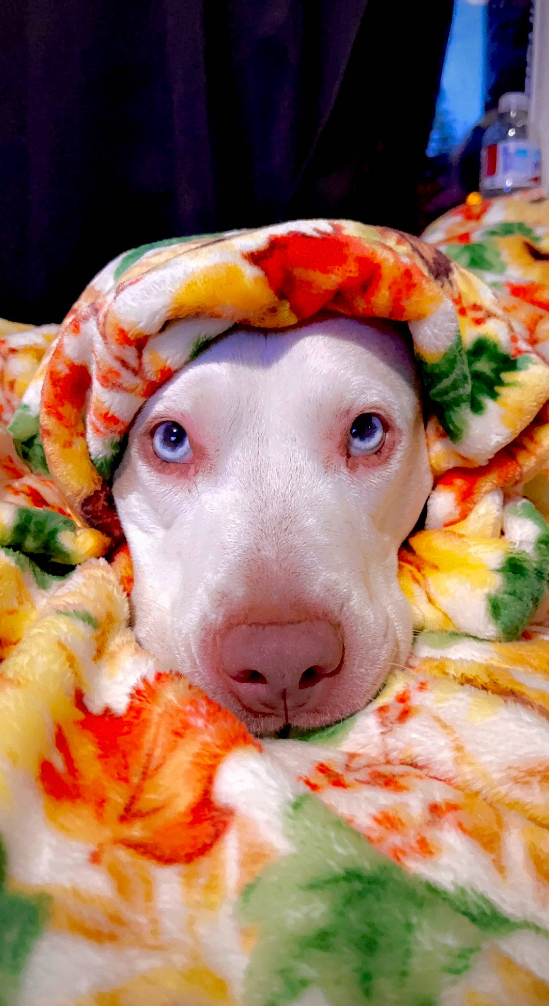 Octane joined the competition — help win amazing prizes! basset_hound, canidae, carnivore, collar, companion_dog, cuisine, dog, dog_breed, dog_supply, fawn, fur, ingredient, liver, petal, plant, recipe, snout, sporting_group, whiskers, working_animal