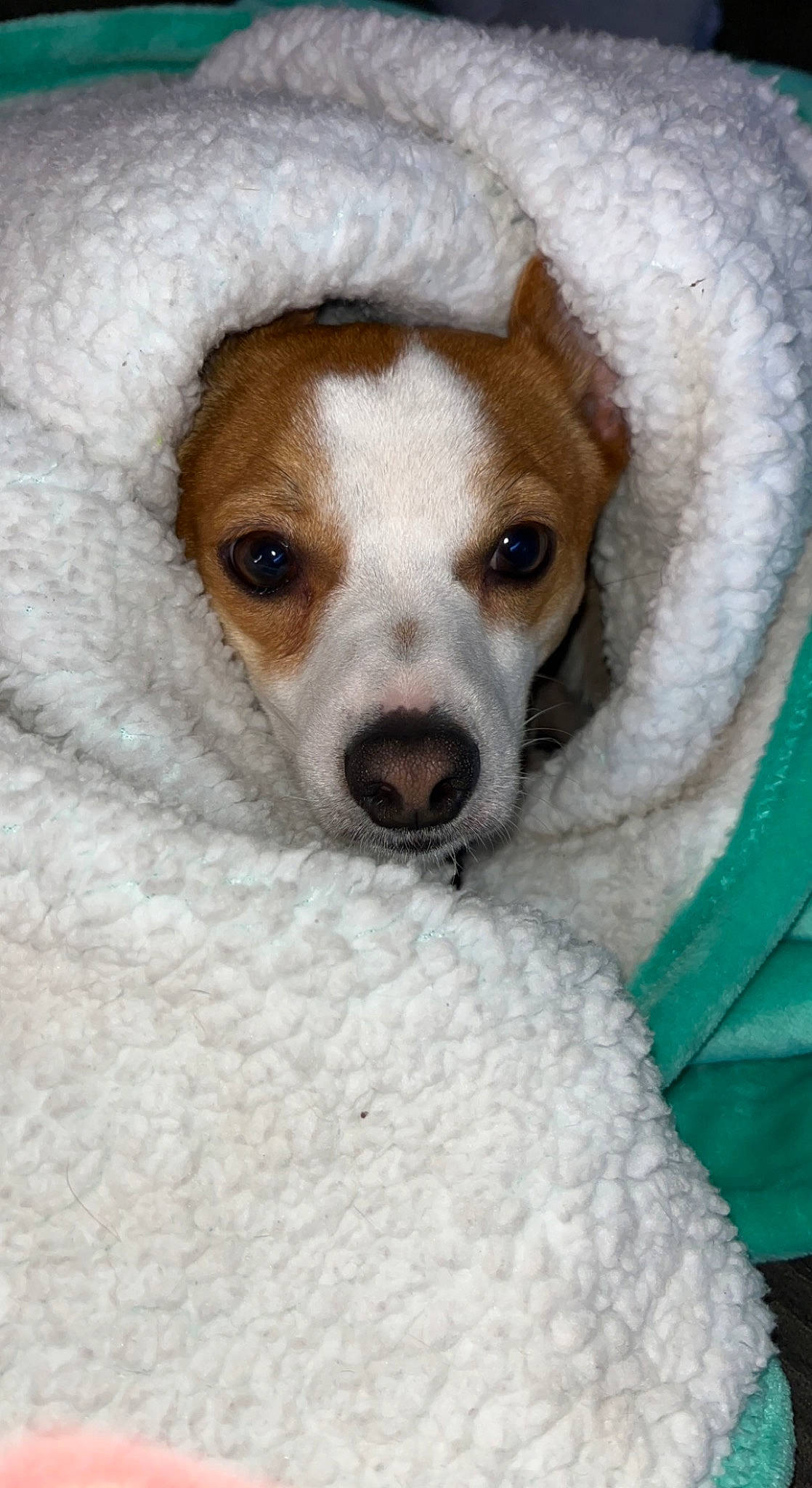 Kobe is registered to the contest to win money with this photo: bored, canidae, carnivore, companion_dog, dog, dog_breed, dog_supply, fawn, fur, irishjacks, non_sporting_group, puppy, snout, sporting_group, toy_dog, whiskers, working_animal