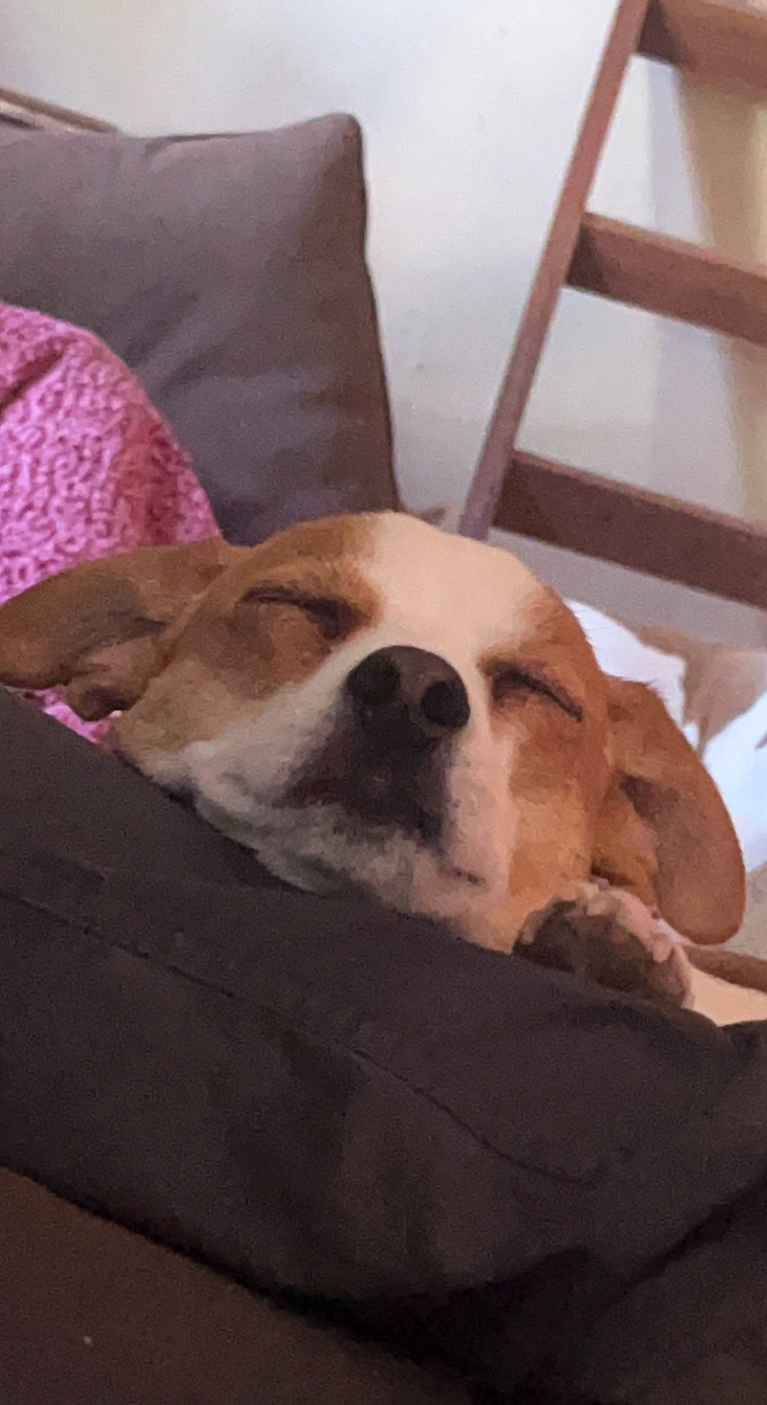 Kobe joined the competition — help win amazing prizes! ball, canidae, carnivore, chair, comfort, companion_dog, couch, dog, dog_breed, dog_supply, fawn, fur, linens, paw, pet_supply, snout, sporting_group, whiskers, wood, working_animal