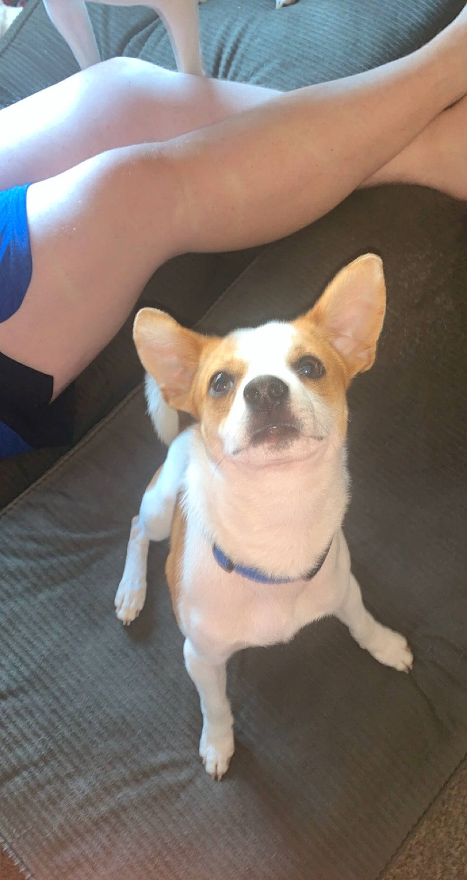 Kobe is registered to the contest to win money with this photo: boston_terrier, canidae, carnivore, comfort, companion_dog, dog, dog_breed, eye, fawn, flooring, fur, head, non_sporting_group, sitting, snout, sporting_group, tail, toy_dog, whiskers, working_animal