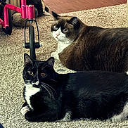 Daddy joined the competition — help win amazing prizes! bicolor_cat, brown_cat, carpet, cat, close_up, cozy, floor, fur, home_interior, indoor, lying_down, pet, portrait, relaxed, scooter_wheel, stuffed_toy, tuxedo_cat, two_cats, whiskers, yellow_eyes