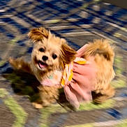 Daisy Louise is registered to the contest to win money with this photo: animal, blurred, carpet, cute, dog, ears, fluffy, fur, hands, holding, indoor, motion_blur, mouth_open, moving, pet, pink_outfit, playful, puppy, small_dog, tail