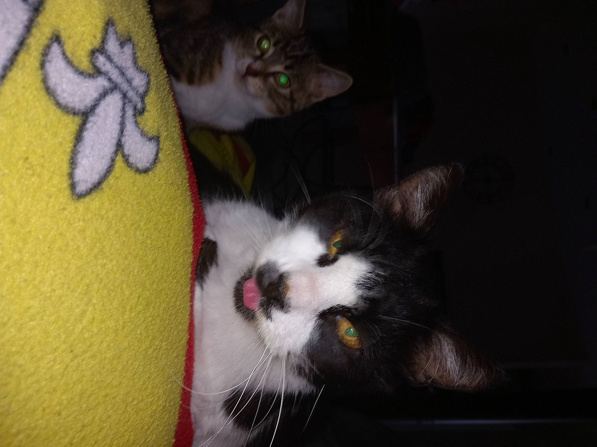 Boule a rejoint le concours — aidez-le/la à gagner de superbes lots ! box, carnivore, cat, claw, comfort, domestic_short_haired_cat, ear, fawn, felidae, foot, fur, human_leg, lap, mammal, paw, petal, small_to_medium_sized_cats, stuffed_toy, tail, whiskers