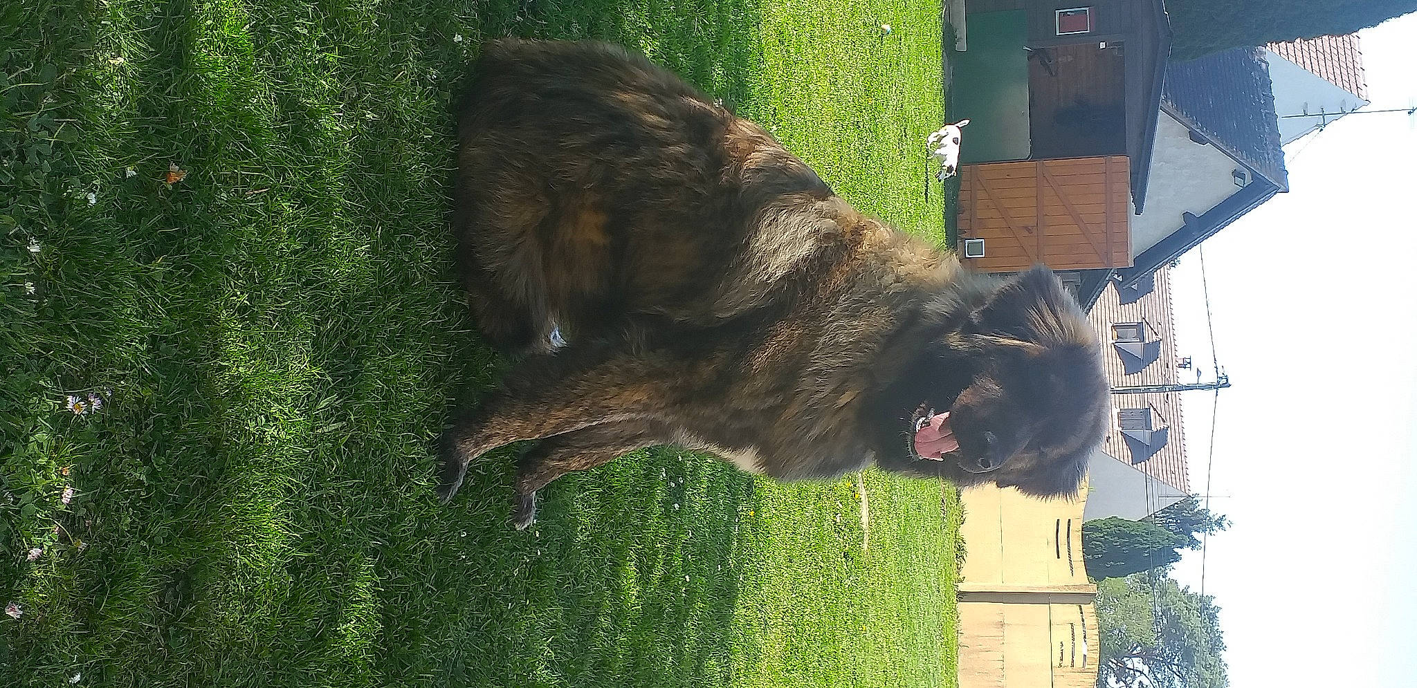 Porto participe au concours pour gagner de l'argent avec cette photo : canidae, carnivore, dog, dog_breed, fur, grass, green, lawn, liver, palm_tree, plant, snout, sporting_group, tail, terrestrial_animal, tree, trunk, window, wood, working_animal