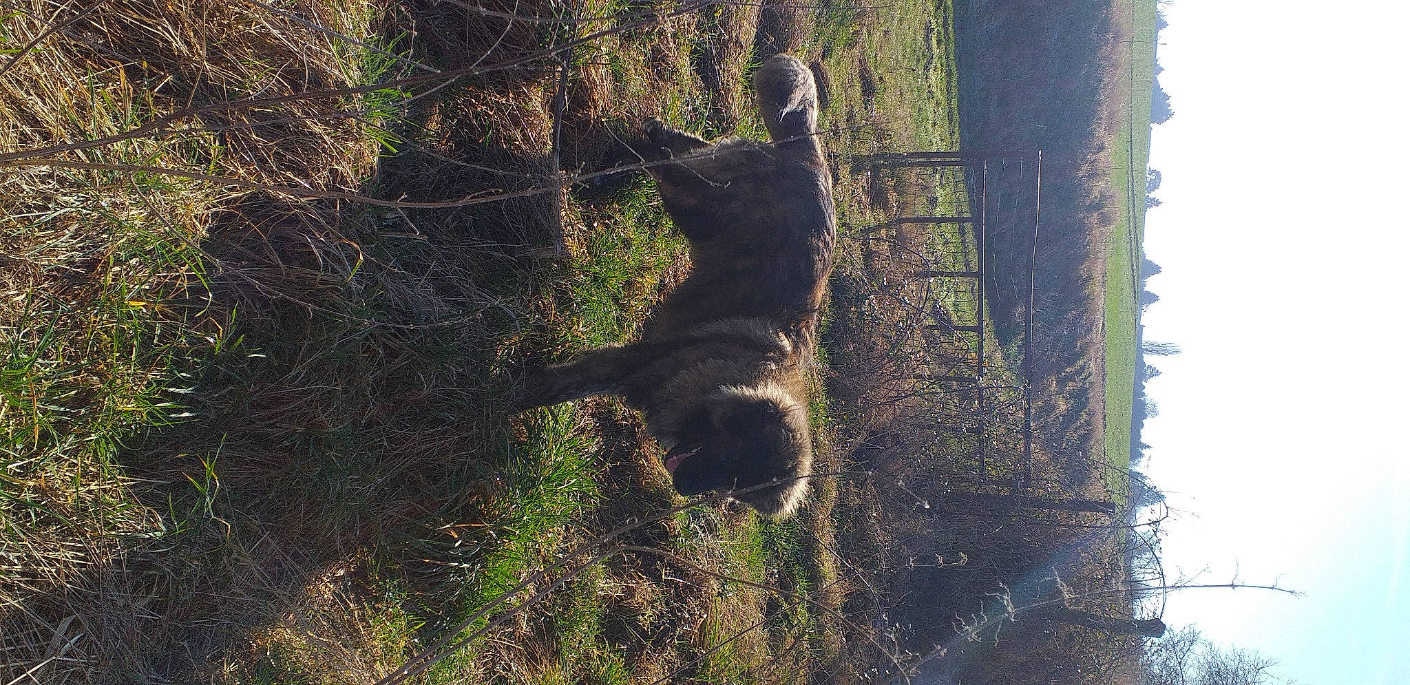 Porto a rejoint le concours — aidez-le/la à gagner de superbes lots ! branch, brown_bear, carnivore, dog, dog_breed, forest, fur, grass, organism, plant, shadow, sky, sporting_group, tail, terrestrial_animal, tree, trunk, water, wood, woody_plant