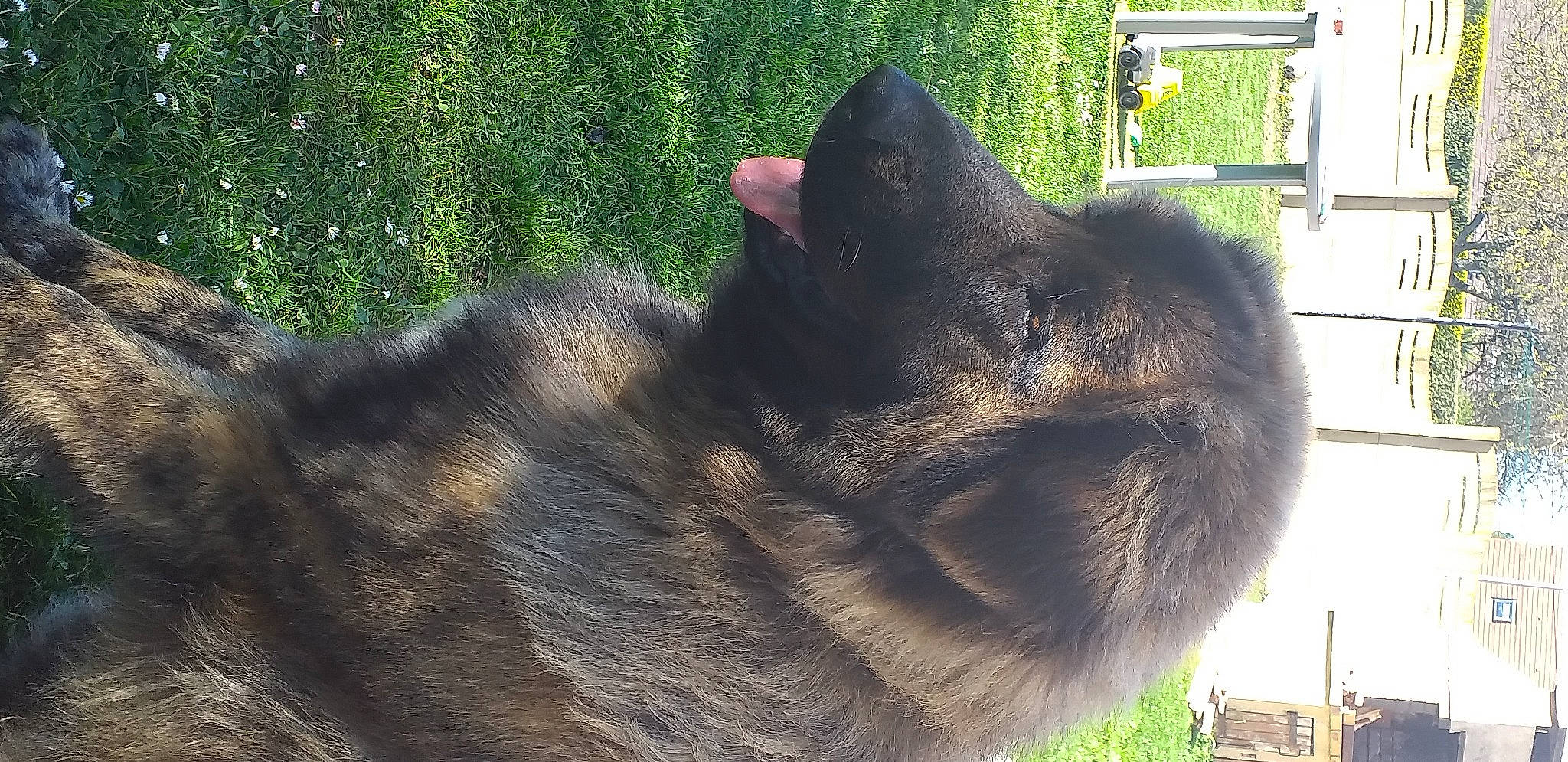 Porto participe au concours pour gagner de l'argent avec cette photo : canidae, carnivore, dog_breed, domestic_short_haired_cat, felidae, fur, grass, plant, small_to_medium_sized_cats, snout, sporting_group, tail, terrestrial_animal, whiskers, working_dog