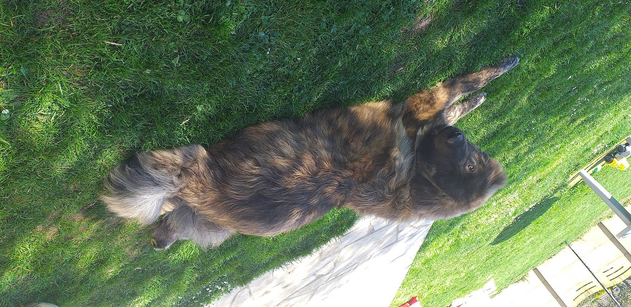 Porto a rejoint le concours — aidez-le/la à gagner de superbes lots ! carnivore, collar, companion_dog, dog_breed, domestic_short_haired_cat, felidae, fur, grass, liver, plant, small_to_medium_sized_cats, tail, terrestrial_animal, whiskers, working_animal