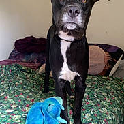 Bandit joined the competition — help win amazing prizes! dog, black_dog, white_chest, bed, bedspread, holly_pattern, slipper, blue_slipper, elephant_slipper, foot, leg, pillow, indoor, pet, animal, canine, curious, looking, furniture, cozy