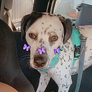 Pongo joined the competition — help win amazing prizes! dog, spotted_dog, harness, car_interior, seat, window, leash, pet, animal, purple_butterflies, cute, looking, standing, backseat, curious, domestic_animal, transportation, daylight, vehicle, inside