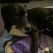 Kovu is registered to the contest to win money with this photo: dog, black_and_white, paw, quilt, indoor, carpet, pet, resting, animal, comfortable, looking, fur, mammal, companion, relaxed, cute, lying_down, home, cozy, domestic