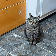 Wiskers is registered to the contest to win money with this photo: cat, tabby, pet, animal, indoors, floor, tile_floor, kitchen, cabinet, door, curious, sitting, green_eyes, feline, whiskers, domestic_cat, cute, fur, mammal, looking_up