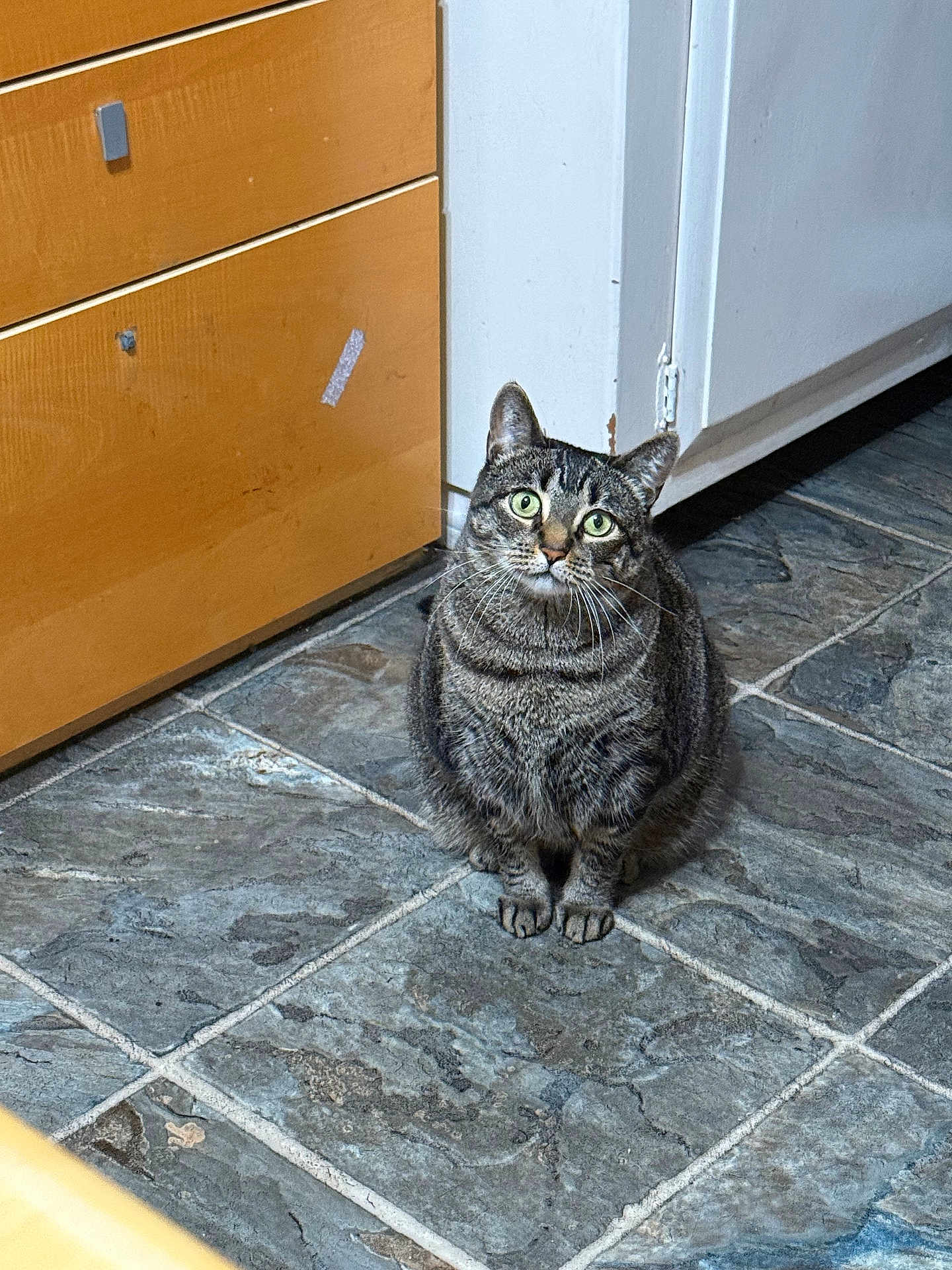 Wiskers