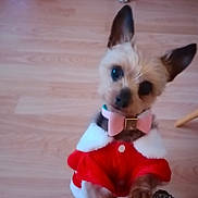 Vanille a rejoint le concours — aidez-le/la à gagner de superbes lots ! accessories, animal, bulldog, canine, chihuahua, cockerspaniel, dog, eskimodog, hardwood, hound, indoors, interiordesign, papillon, pet, poodle, puppy, strap, terrier, whitedog, wood