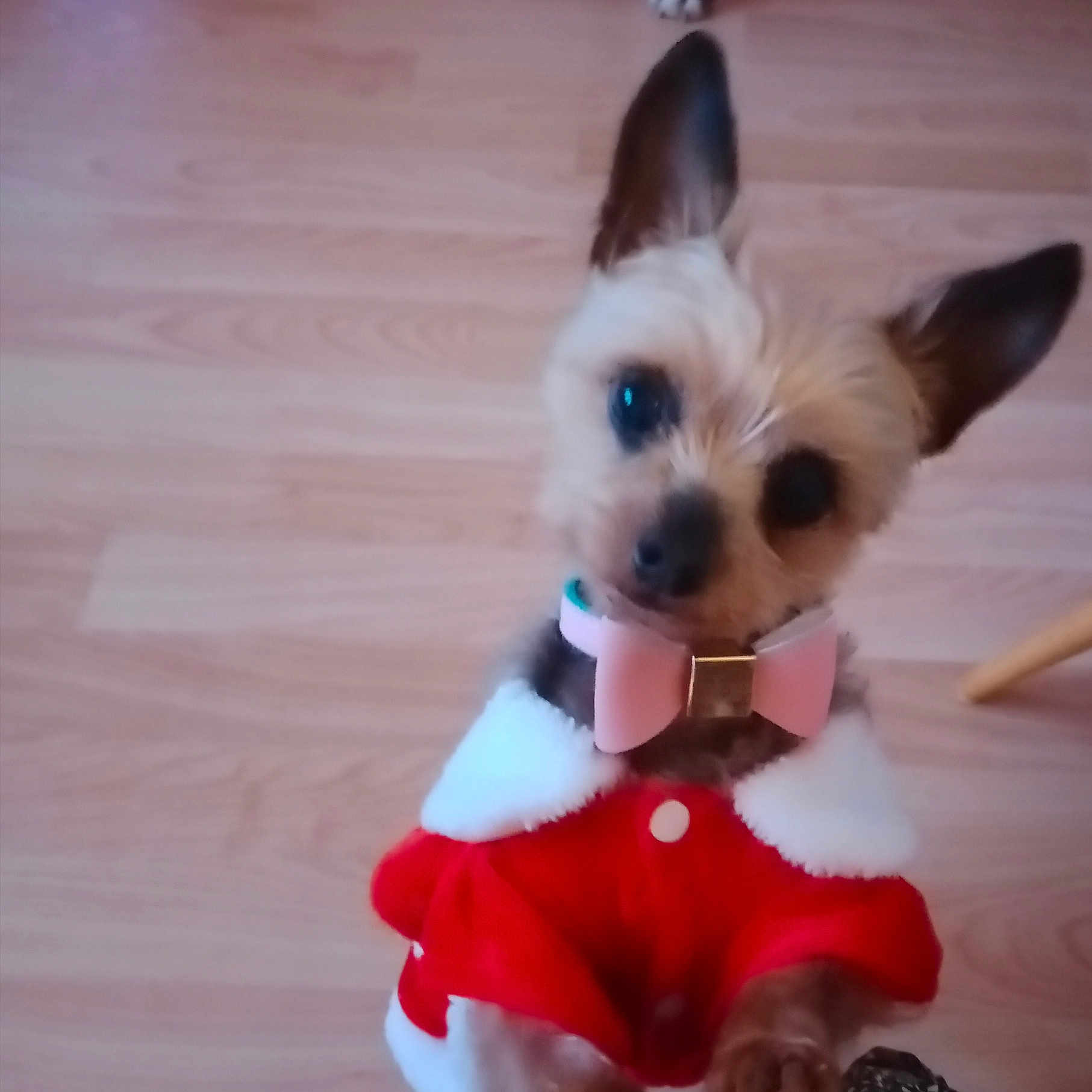 Vanille a rejoint le concours — aidez-le/la à gagner de superbes lots ! accessories, animal, bulldog, canine, chihuahua, cockerspaniel, dog, eskimodog, hardwood, hound, indoors, interiordesign, papillon, pet, poodle, puppy, strap, terrier, whitedog, wood