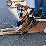 Shark participe au concours pour gagner de l'argent avec cette photo : dog, canine, heterochromia, brown_fur, black_fur, white_fur, harness, stick, outdoor, pavement, scooter, shadow, person, legs, shoes, sunlight, tongue_out, relaxed, pet, animal