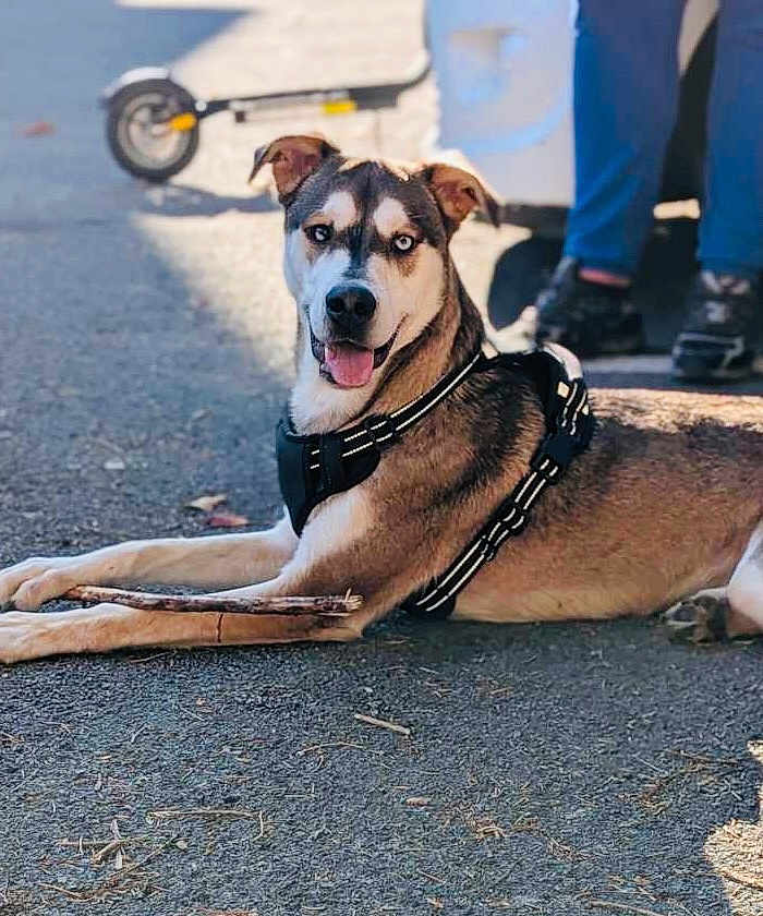Shark participe au concours pour gagner de l'argent avec cette photo : dog, canine, heterochromia, brown_fur, black_fur, white_fur, harness, stick, outdoor, pavement, scooter, shadow, person, legs, shoes, sunlight, tongue_out, relaxed, pet, animal