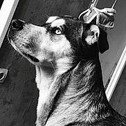 Shark a rejoint le concours — aidez-le/la à gagner de superbes lots ! dog, animal, portrait, black_and_white, indoor, fur, pet, canine, looking_away, close_up, texture, floor, wall, ears, snout, whiskers, side_view, light, shadow, expression