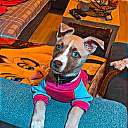 Dior a rejoint le concours — aidez-le/la à gagner de superbes lots ! puppy, dog, blue_eyes, sweater, couch, blanket, living_room, table, remote_control, curtains, wooden_floor, pillow, cozy, indoors, pet, fur, ears, nose, curious, home