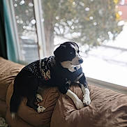 Kim Holmes is registered to the contest to win money with this photo: dog, black_and_white, sweater, couch, window, indoor, winter, snow, pet, resting, cozy, furniture, looking_out, warm, relaxed, animal, home, background, daylight, fur