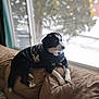 dog, black_and_white, sweater, couch, window, indoor, winter, snow, pet, resting, cozy, furniture, looking_out, warm, relaxed, animal, home, background, daylight, fur