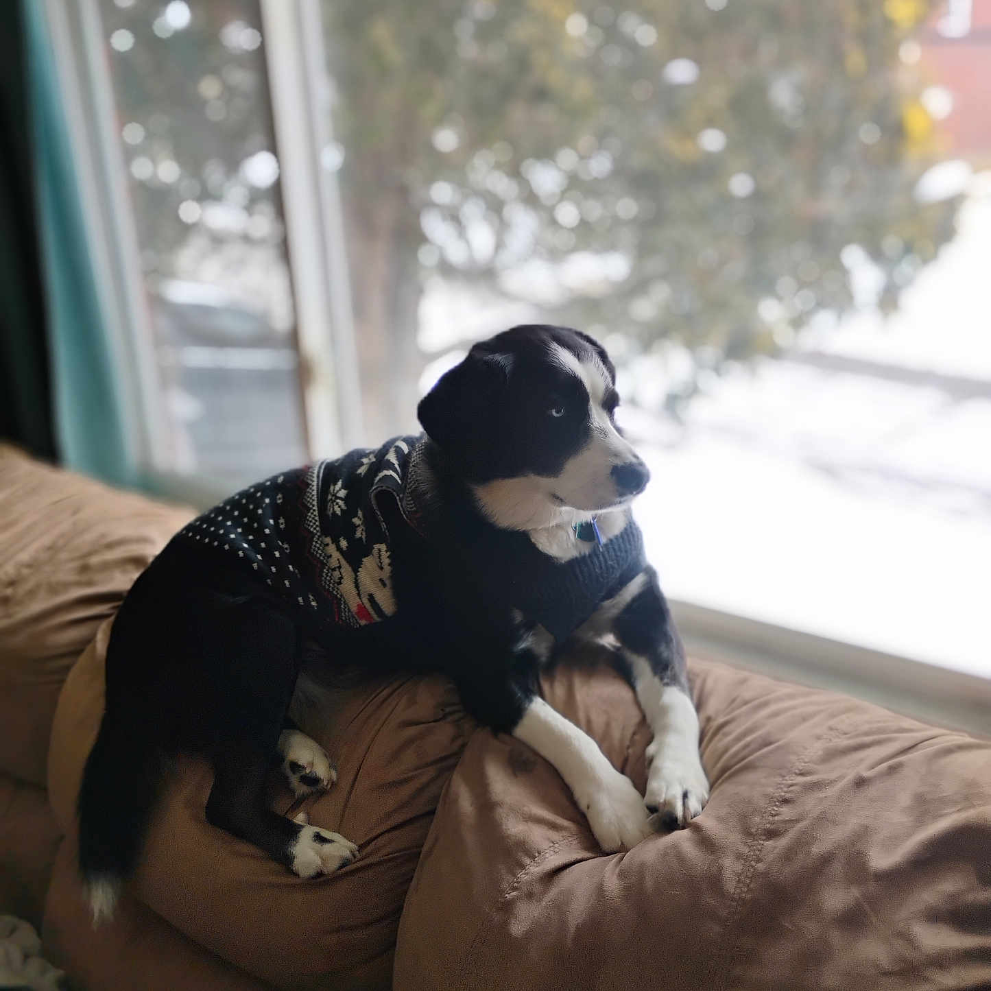 Kim Holmes is registered to the contest to win money with this photo: animal, background, black_and_white, couch, cozy, daylight, dog, fur, furniture, home, indoor, looking_out, pet, relaxed, resting, snow, sweater, warm, window, winter