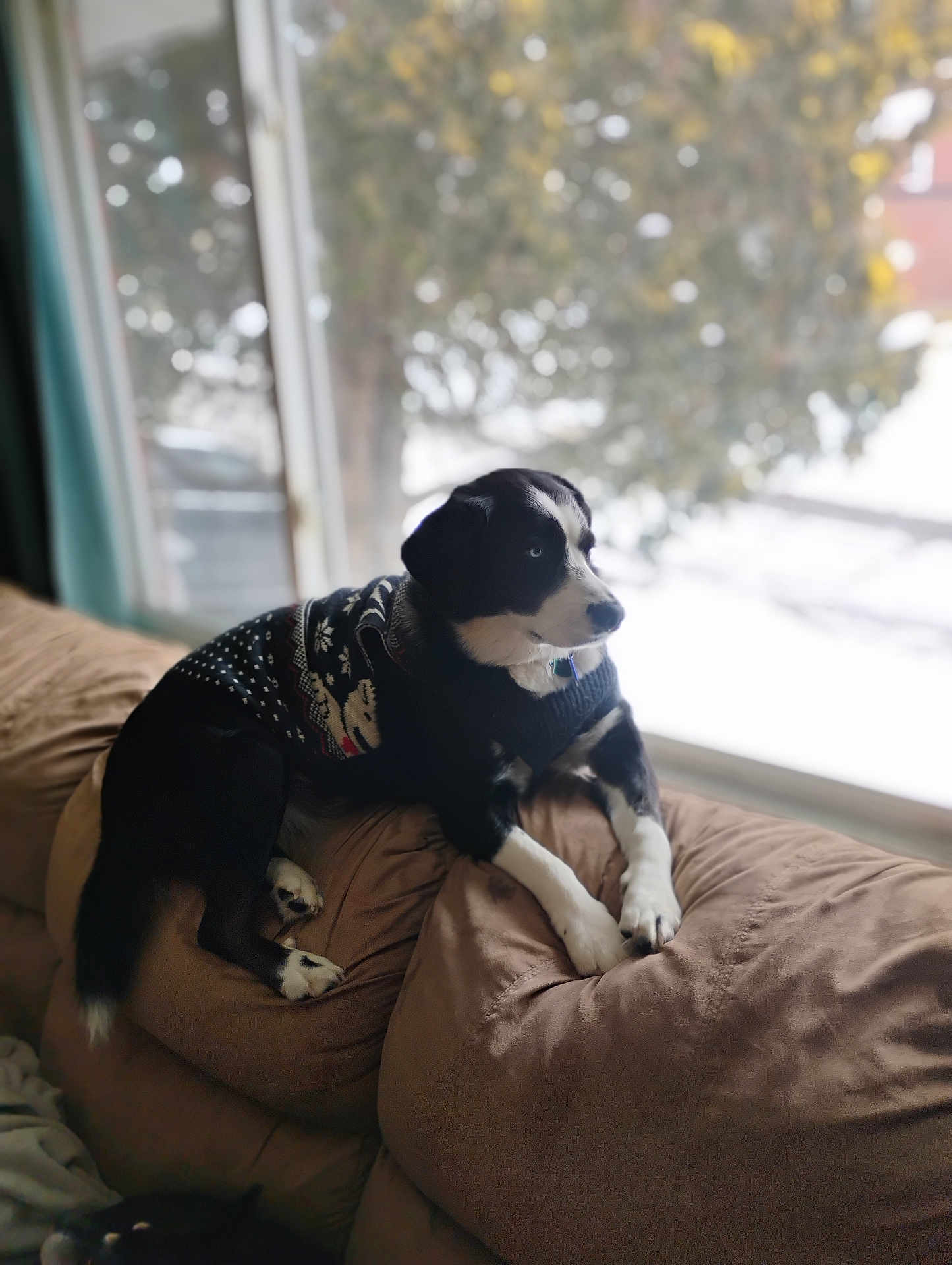 Kim Holmes is registered to the contest to win money with this photo: dog, black_and_white, sweater, couch, window, indoor, winter, snow, pet, resting, cozy, furniture, looking_out, warm, relaxed, animal, home, background, daylight, fur