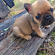 Ace is registered to the contest to win money with this photo: animal, brown, closeup, curious, cute, dog, eyes, face, fur, grass, leaf, moss, nature, outdoor, pet, puppy, sitting, small, wood, young