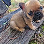 animal, brown, closeup, curious, cute, dog, eyes, face, fur, grass, leaf, moss, nature, outdoor, pet, puppy, sitting, small, wood, young