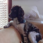 Raybanne participe au concours pour gagner de l'argent avec cette photo : animal, beaded_curtain, beige, blanket, brown, couch, curly_fur, dog, domestic, furniture, indoor, living_room, pet, pillow, quiet, relaxed, resting, side_view, white, window