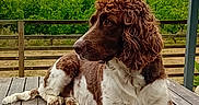 Raybanne participe au concours pour gagner de l'argent avec cette photo : animal, brown_and_white, canine, cloudy_sky, curly_hair, daytime, deck, dog, fence, greenery, nature, outdoor, peaceful, pet, portrait, relaxing, side_view, summer, vineyard, wooden_table