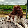 Raybanne participe au concours pour gagner de l'argent avec cette photo : animal, brown_and_white, canine, cloudy_sky, curly_hair, daytime, deck, dog, fence, greenery, nature, outdoor, peaceful, pet, portrait, relaxing, side_view, summer, vineyard, wooden_table