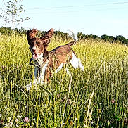 Raybanne participe au concours pour gagner de l'argent avec cette photo : action_shot, blue_sky, brown_and_white, countryside, curly_tail, dog, field, floppy_ears, happy, jumping, meadow, open_mouth, outdoor, running, summer, sunlight, tall_grass, tongue_out, trees, wildflowers