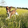 action_shot, blue_sky, brown_and_white, countryside, curly_tail, dog, field, floppy_ears, happy, jumping, meadow, open_mouth, outdoor, running, summer, sunlight, tall_grass, tongue_out, trees, wildflowers