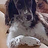 Raybanne participe au concours pour gagner de l'argent avec cette photo : black_and_white, brown_eyes, candid, crossed_paws, dog, fluffy, glasses, indoors, living_room, long_hair, lounging, person, pet, portrait, sitting, sofa, spaniel, white_chest, white_paws, window