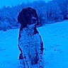 Raybanne a rejoint le concours — aidez-le/la à gagner de superbes lots ! animal, blue_tint, canine, cold, curly_fur, daytime, dog, field, fur, landscape, mammal, nature, outdoor, pet, quiet, serene, sitting, snow, winter, winter_climate