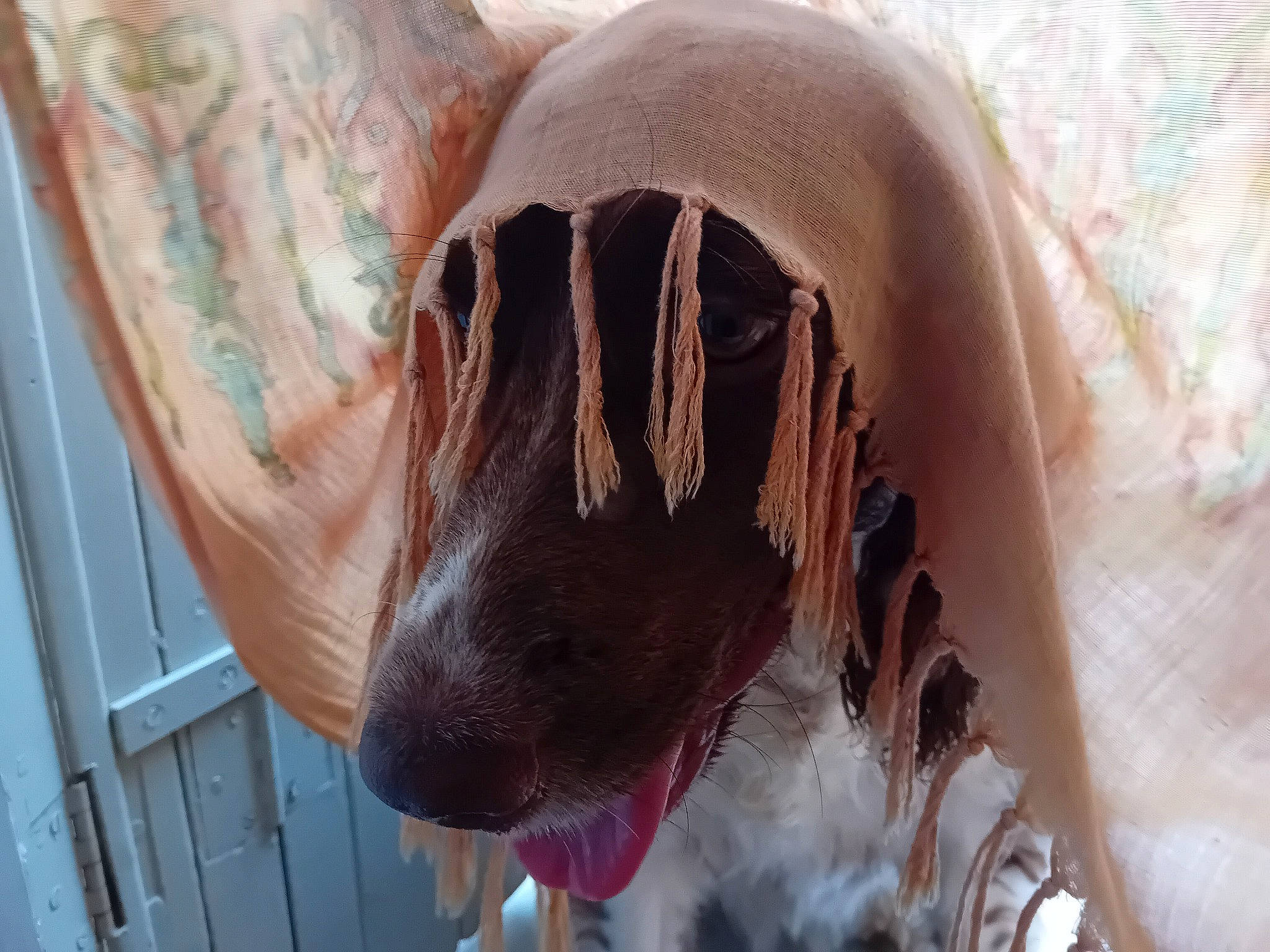 Raybanne participe au concours pour gagner de l'argent avec cette photo : art, dog_breed, dress, eye, eyelash, fang, fawn, feather, felidae, foot, fur, head, human_leg, jaw, leg, snout, sporting_group, whiskers, wood, working_animal