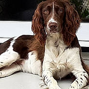 Raybanne a rejoint le concours — aidez-le/la à gagner de superbes lots ! animal, brown, calm, canine, dog, domestic_animal, ears, floor, front_view, fur, glass_door, looking, lying_down, outdoor, pets, quiet, reflection, resting, white, window