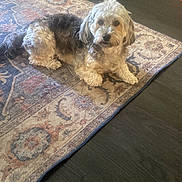 Rosie is registered to the contest to win money with this photo: animal, carpet, comfort, companion, cozy, cute, decor, dog, domestic, fan, floor, fur, home, indoor, laying, living_room, pattern, pet, relaxed, resting