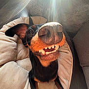 Onyx joined the competition — help win amazing prizes! animal, bed, canine, close_up, cozy, cute, doberman, dog, fur, happy, indoor, nose, paw, pet, plush_bed, portrait, resting, smiling, sunlight, teeth