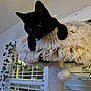 animal, black_cat, cat_tree, cozy, curious, ears, feline, fluffy, furniture, greenery, hanging_toy, home, indoor, paws, pet, playful, resting, soft_texture, whiskers, window_blinds