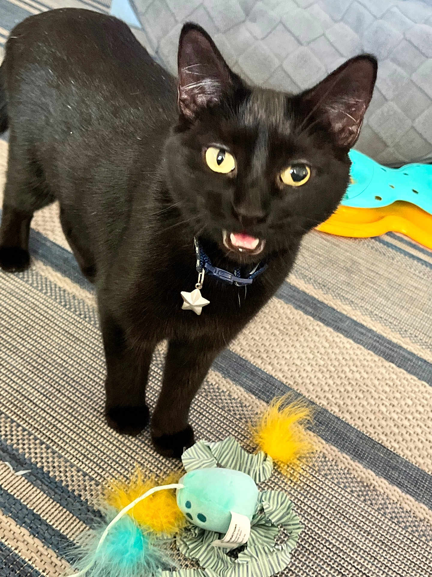 Elvira is registered to the contest to win money with this photo: animal, black_cat, cat, close_up, collar, curious, domestic_cat, ears, feathers, floor, furniture, indoor, meowing, pet, playful, star_tag, striped_rug, toy, whiskers, young_cat