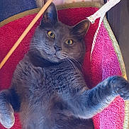 Shadow a rejoint le concours — aidez-le/la à gagner de superbes lots ! cat, gray_cat, pet, feline, lying_down, paw, yellow_eyes, whiskers, fur, indoor, mat, red_mat, curious, close_up, animal, cute, relaxed, playful, soft_texture, domestic_cat