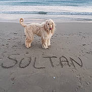 Sultan participe au concours pour gagner de l'argent avec cette photo : dog, beach, sand, ocean, waves, animal, pet, canine, fur, outdoor, nature, water, coast, shore, pawprints, name, text_in_sand, calm, sky, sunset